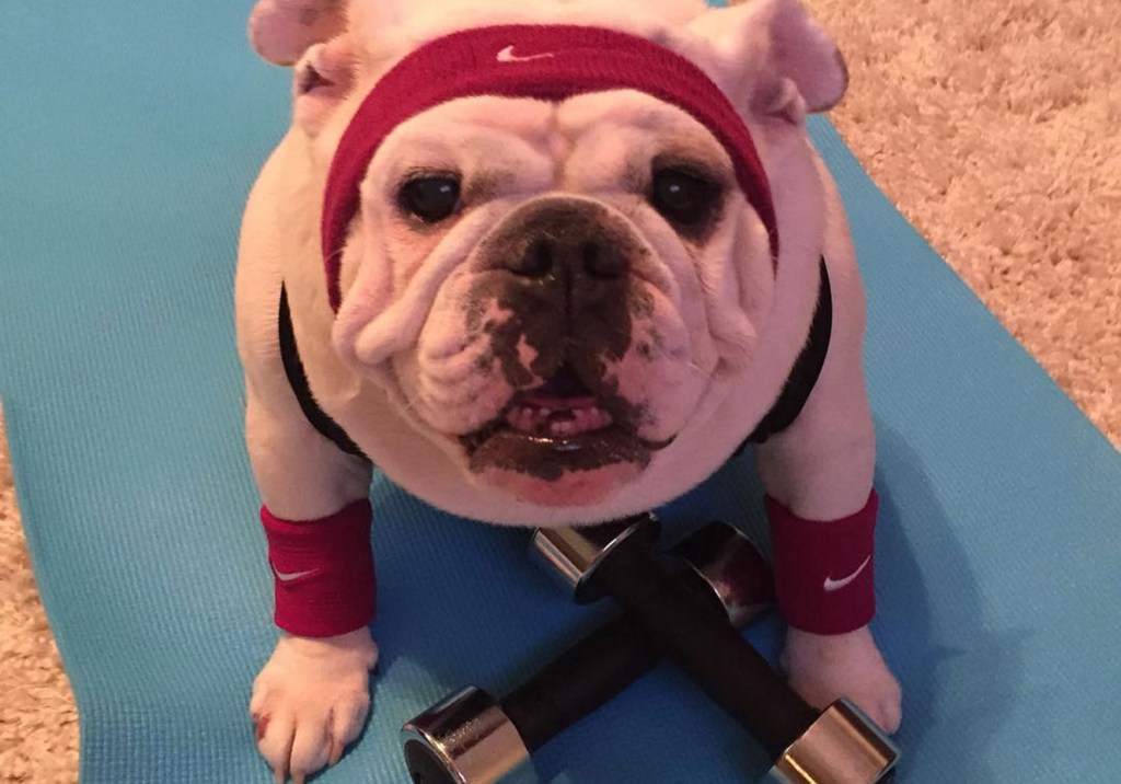 10 cachorros engraçados que vão inspirar o seu treino