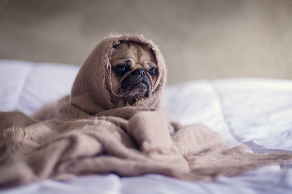 Aprenda a diferenciar sintomas do coronavírus, gripe, resfriado e alergia