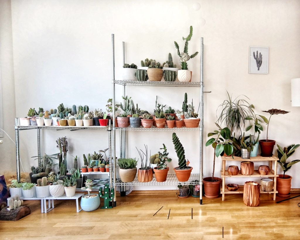 10 plantas para casa e como cuidar