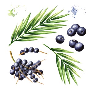 Fresh acai berries on the branch with green leaves set. Watercolor hand drawn illustration isolated on white background
