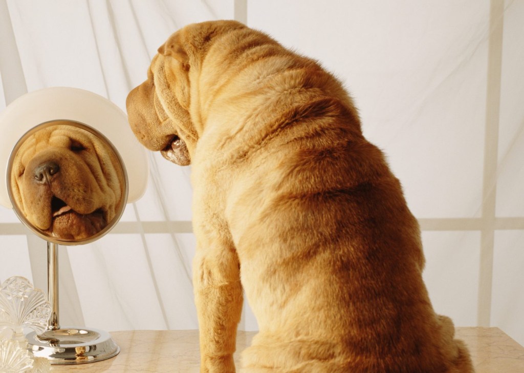 SHAR-PEI WITH MAKE-UP AND WRINKLES SHAR-PEI WITH MAKE-UP AND WRINKLES