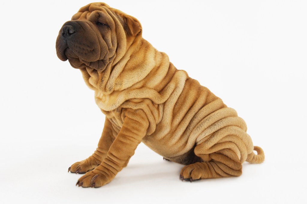 Shar-pei Shar-pei