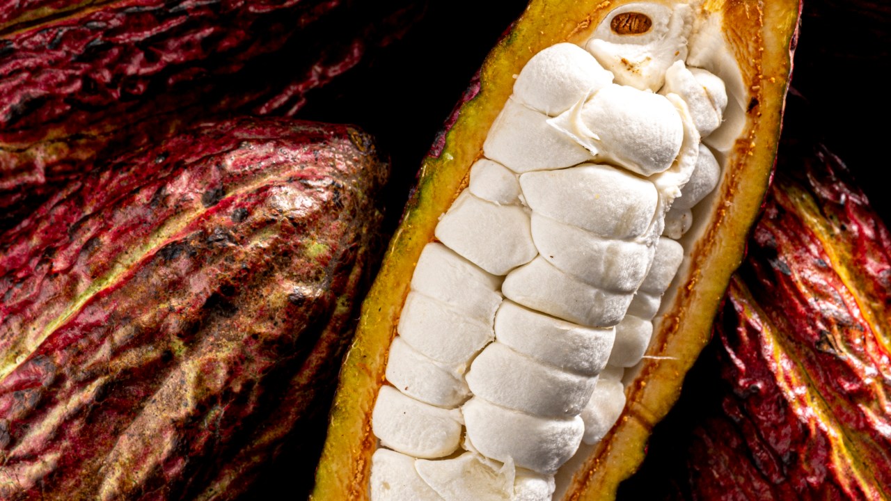 Wholefruit: lançamento da Cacao Barry aproveita a polpa do cacau, não só a amêndoa