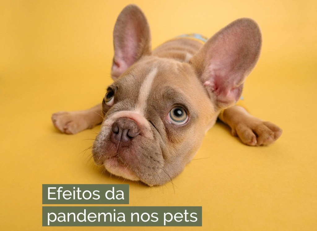 O efeito da pandemia nos pets