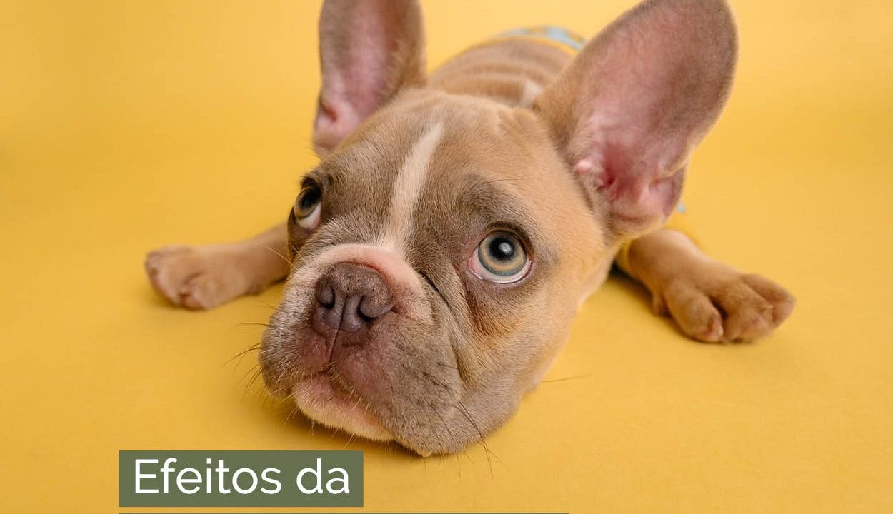 Efeitos da pandemia nos pets