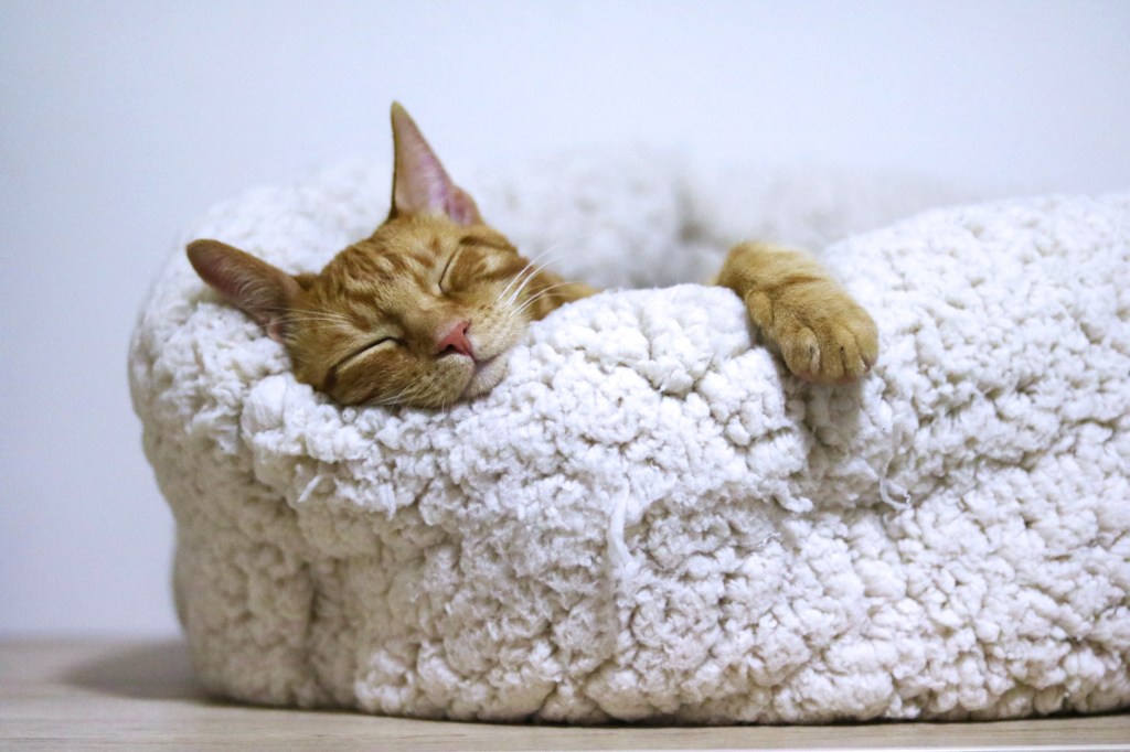 pexels-александар-цветановић-1560424 gatinho laranja com listras brancas dormindo