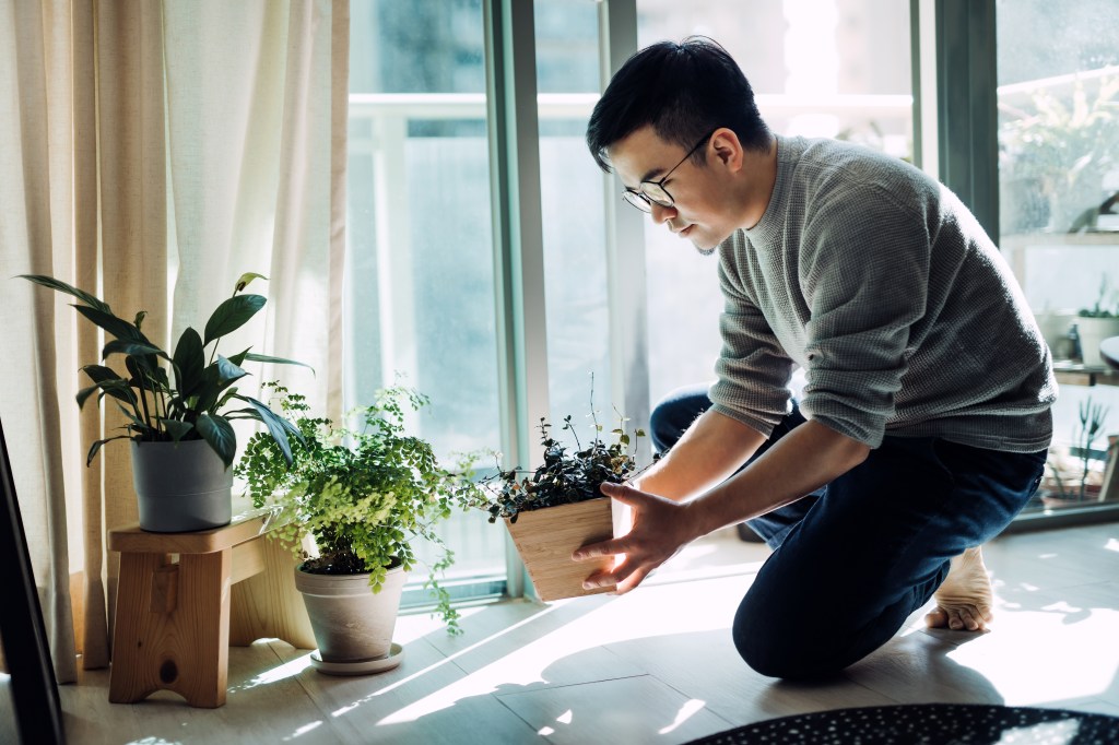 O que é plantaterapia?