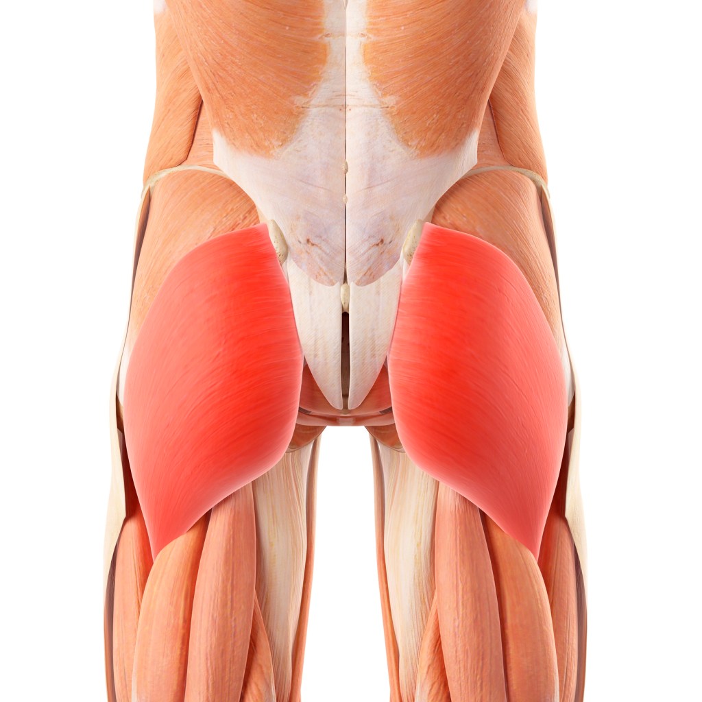 gluteo maximo