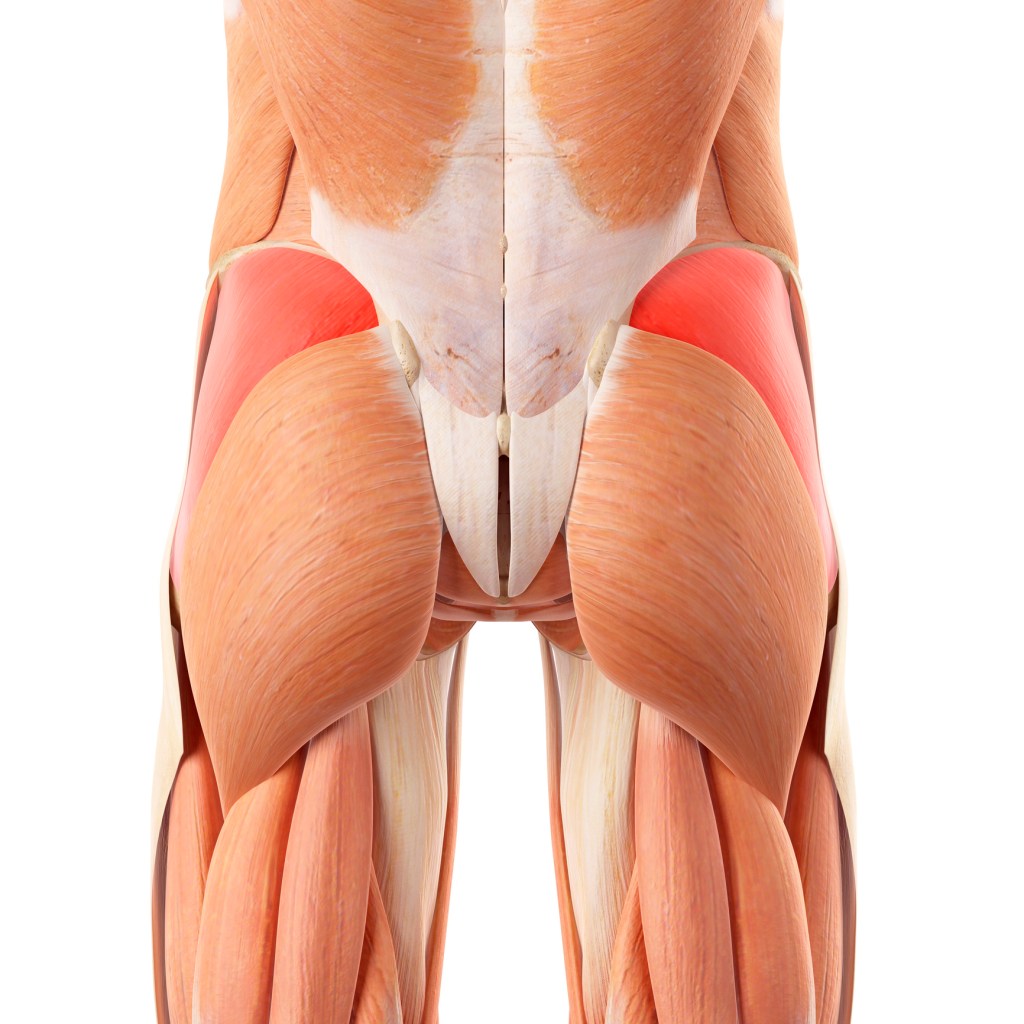 gluteo medio