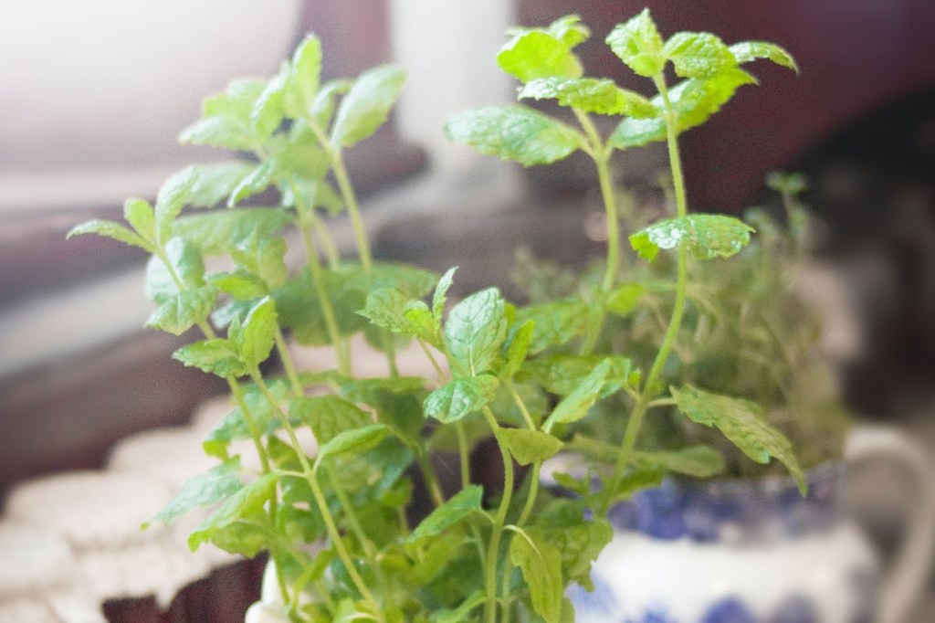 Conheça os benefícios da hortelã