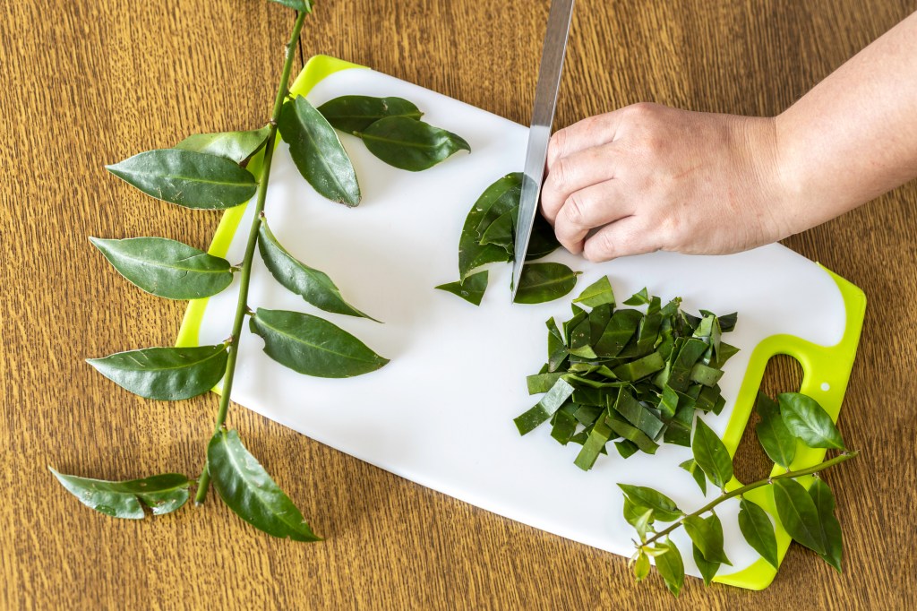 Ora-pro-nóbis: o que é, benefícios e como adicionar na alimentação
