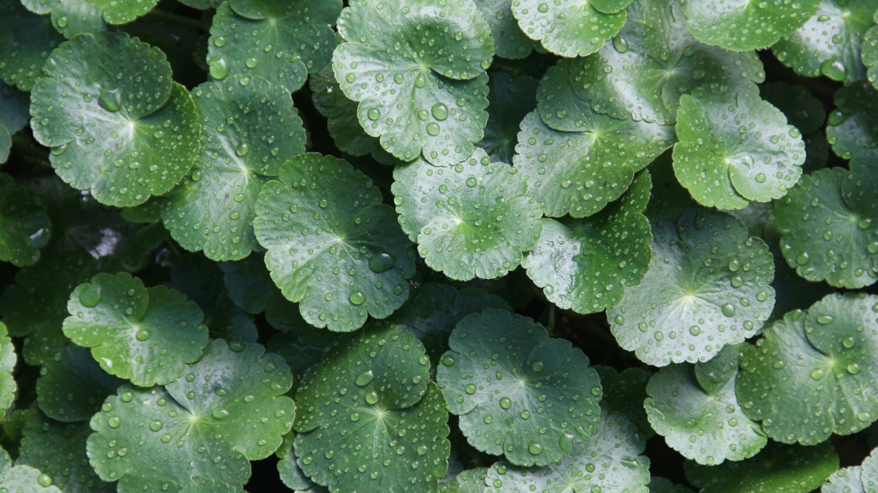 centella asiática