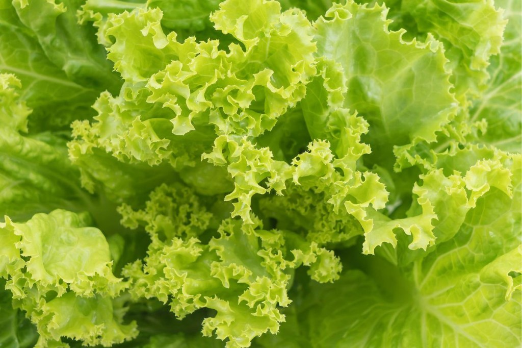 Descubra os benefícios surpreendentes do chá de alface para a saúde